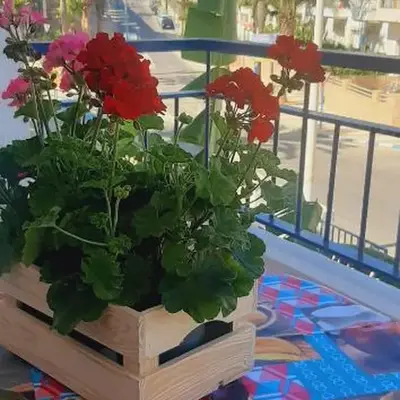 Carboneras