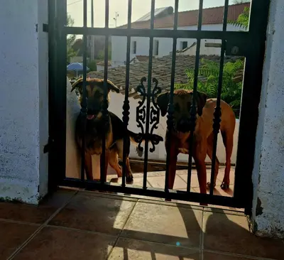Mascotas con sus dueños en Con vistas Oria