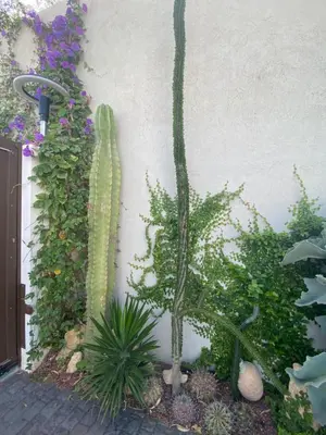 Jardín al aire libre en La Paratá Suites Mojácar