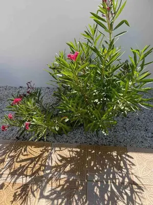 Jardín al aire libre en Casa Pap