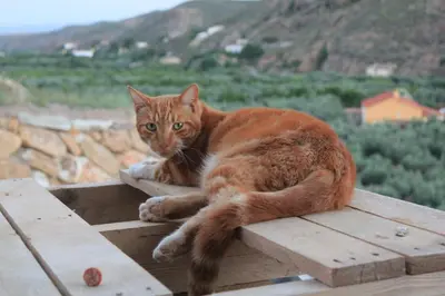Mascotas con sus dueños en Rambla Retreats Apartment Rojo with shared pool & hot tub Stunning views in Oria