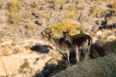 Animales en la villa o alrededores