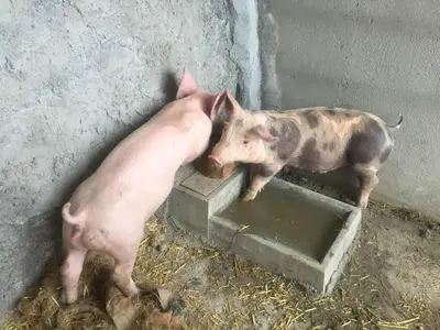 Animales en el agroturismo o alrededores
