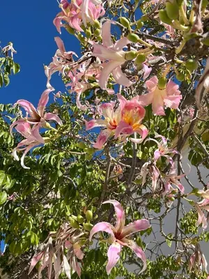 Jardín al aire libre en Luna Dorada Vera Playa- bajo
