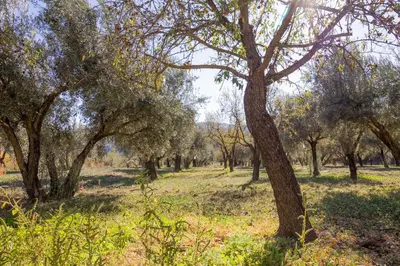 Jardín al aire libre en RentitSpain - Alpujarra - Las Fanegas Naturaleza al Pie de la Montaña