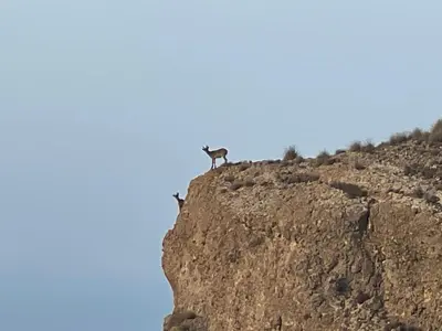Animales en el apartamento o alrededores