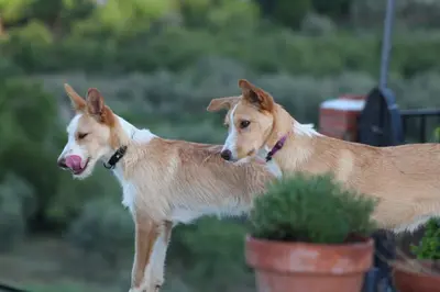 Mascotas con sus dueños en Rambla Retreats Apartment Azul with shared pool & hot tub in Oria