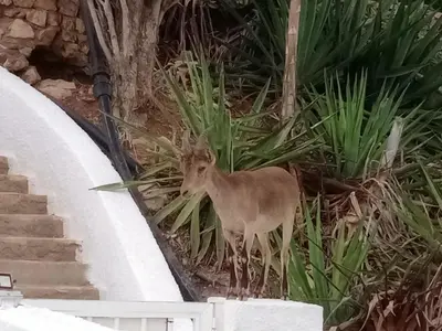 Animales en el apartamento o alrededores