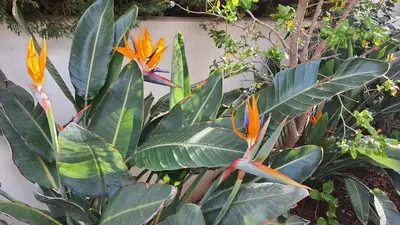 Jardín al aire libre en Agua 41