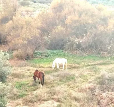 Animales en el apartamento o alrededores