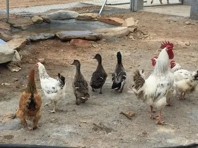 Animales en el agroturismo o alrededores
