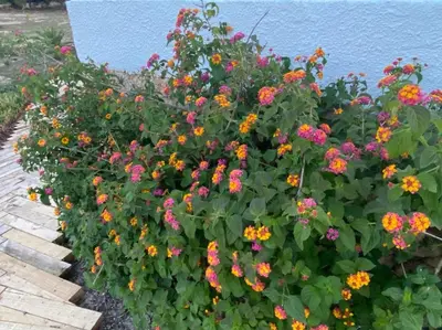 Jardín al aire libre en Cortijo Amara Agua