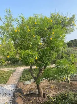Jardín al aire libre en Cortijo Amara Agua