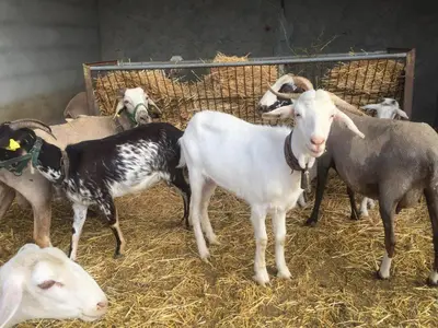 Animales en el agroturismo o alrededores
