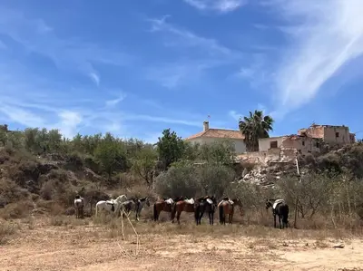 Animales en la casa o chalet o alrededores
