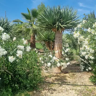 Jardín al aire libre en Cortijo Las Gallardas en Almería