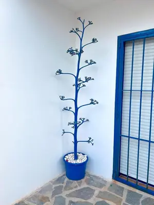 Plano de La Casita Azul