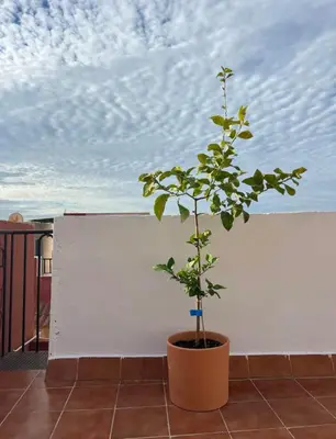 Un balcón o terraza de Habitación privada LA ALCAZABA A TUS PIES