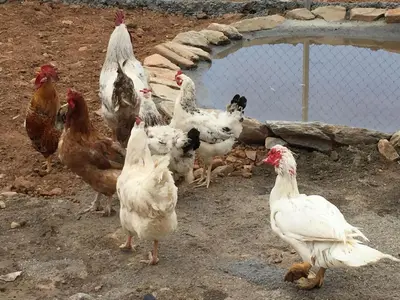 Animales en el agroturismo o alrededores