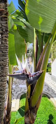 Jardín al aire libre en Sea Breeze Apartment, Vera Beach