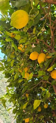 Jardín al aire libre en La Fuente de Vida