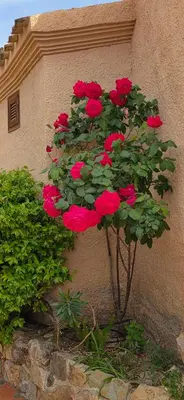 Jardín al aire libre en La Fuente de Vida