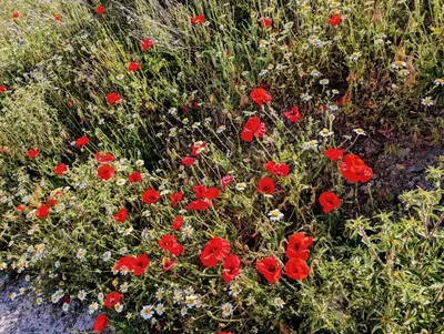 Jardín al aire libre en Casa Rural en Ohanes, 1 dormitorio - El Cortijo Escondido, La Rosa