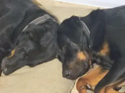Mascotas con sus dueños en Casa Rural en Ohanes, 1 dormitorio - El Cortijo Escondido, La Rosa