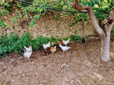 Animales en el bed & breakfast o alrededores