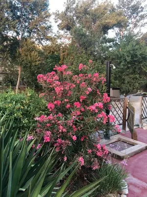 Jardín al aire libre en Molino Felix Alojamiento Rurales