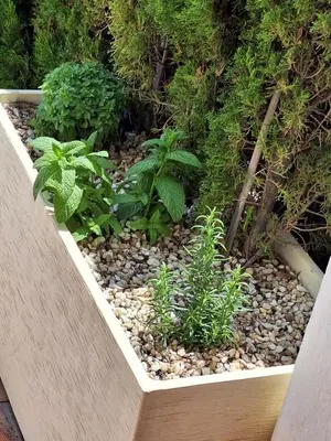 Jardín al aire libre en Cocoonly