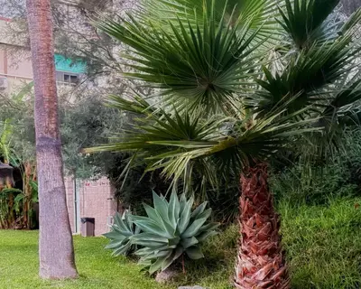 Jardín al aire libre en A paradise with sea views