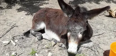 Animales en el bed & breakfast o alrededores