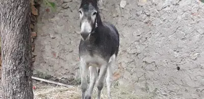 Animales en el bed & breakfast o alrededores
