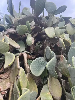 Jardín al aire libre en Finca Ana Maria - Maisons d'hôtes rurales avec piscine, au coeur de l'Andalousie et proches de la mer