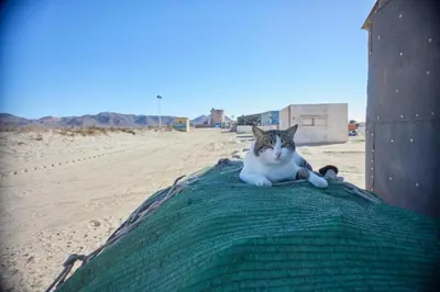 Mascotas con sus dueños en Apartalux Zen Serenity I