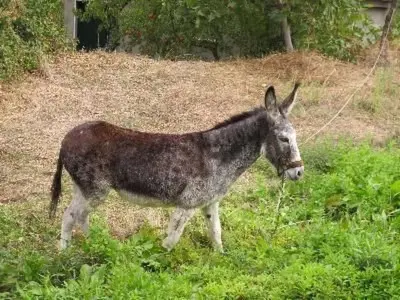 Animales en la casa o chalet o alrededores