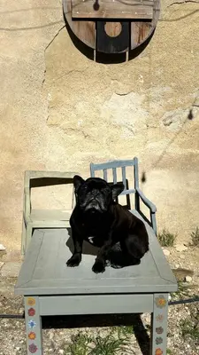 Mascotas con sus dueños en MOZa LUZe - Off Grid Casa Rural