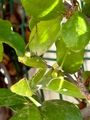 Jardín al aire libre en Casa Lamberdina
