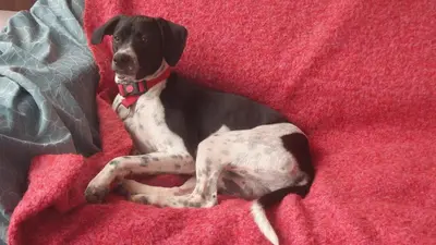 Mascotas con sus dueños en Casa Rural La Fuensanta