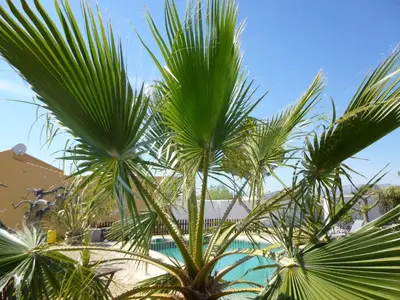 Piscina en o cerca de Finca Arboleda