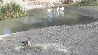 Vista de un río cerca de esta casa o chalet