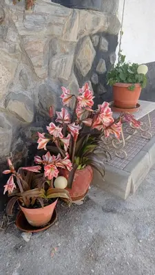 Plano de Cueva de la abuela