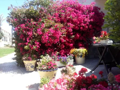 Jardín al aire libre en Estudio Frente Al Mar