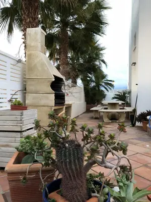Jardín al aire libre en villa cinco palmas