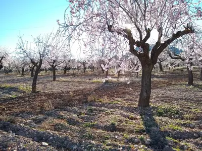 Jardín al aire libre en Cortijo La Estrella