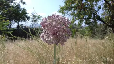 Jardín al aire libre en Al Jatib