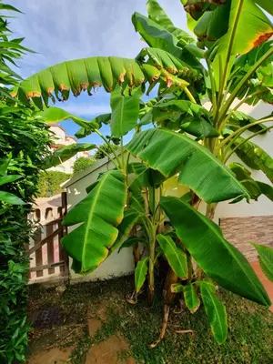 Jardín al aire libre en casa luxury nudista
