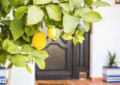 Jardín al aire libre en Private villa large pool elevated quiet secluded location, near Mojacar