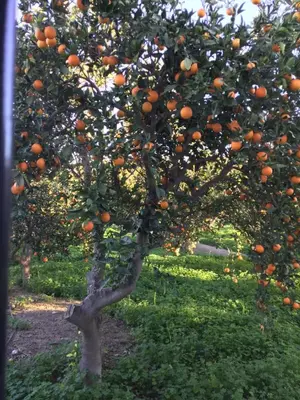 Jardín al aire libre en El cortijo de la abuela